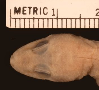 Media type: image;   Herpetology R-3252